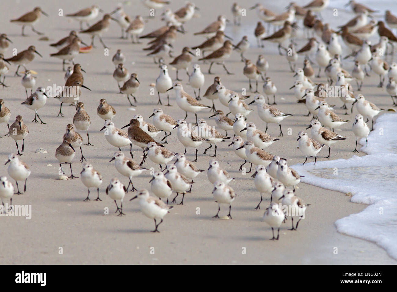 Sanderlings Calidris alba feeding on tideline Gulf coast Florida USA Stock Photo