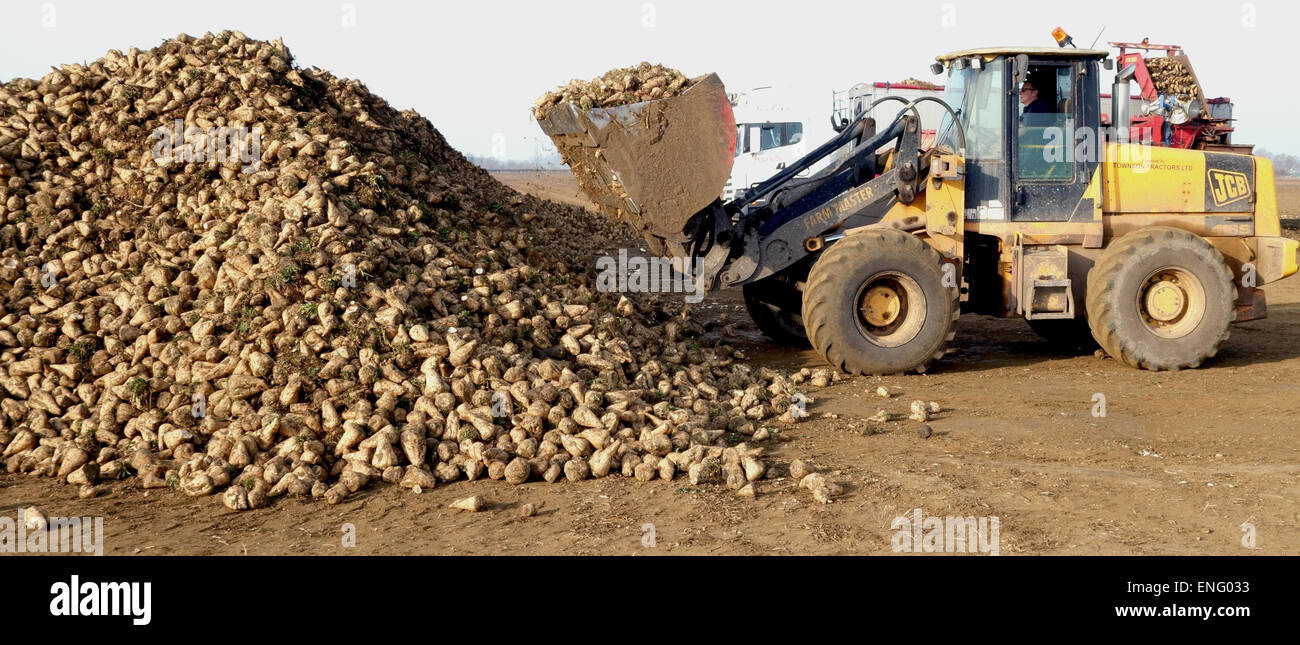 Harvesting and collecting sugar beet Stock Photo Alamy