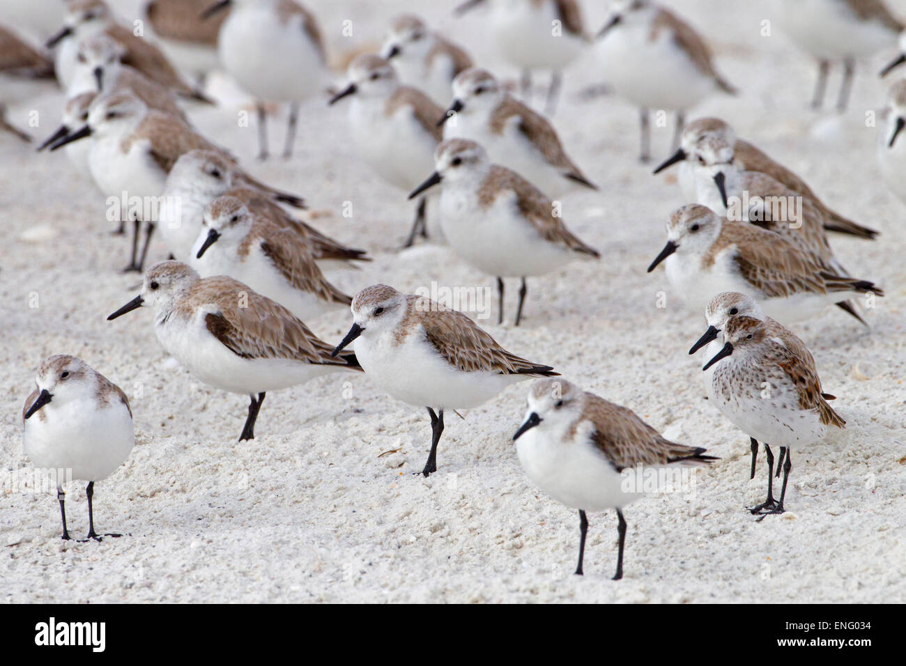 Sanderlings Calidris alba feeding on tideline Gulf coast Florida USA Stock Photo