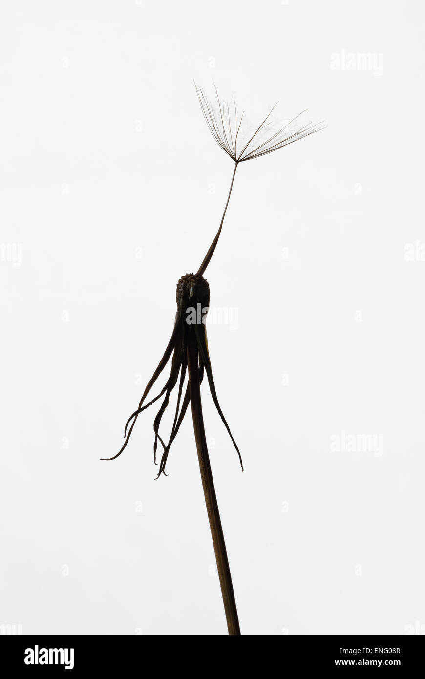 single last lonely seed head on old dandelion flower waiting to be blown off and its all over no more Stock Photo