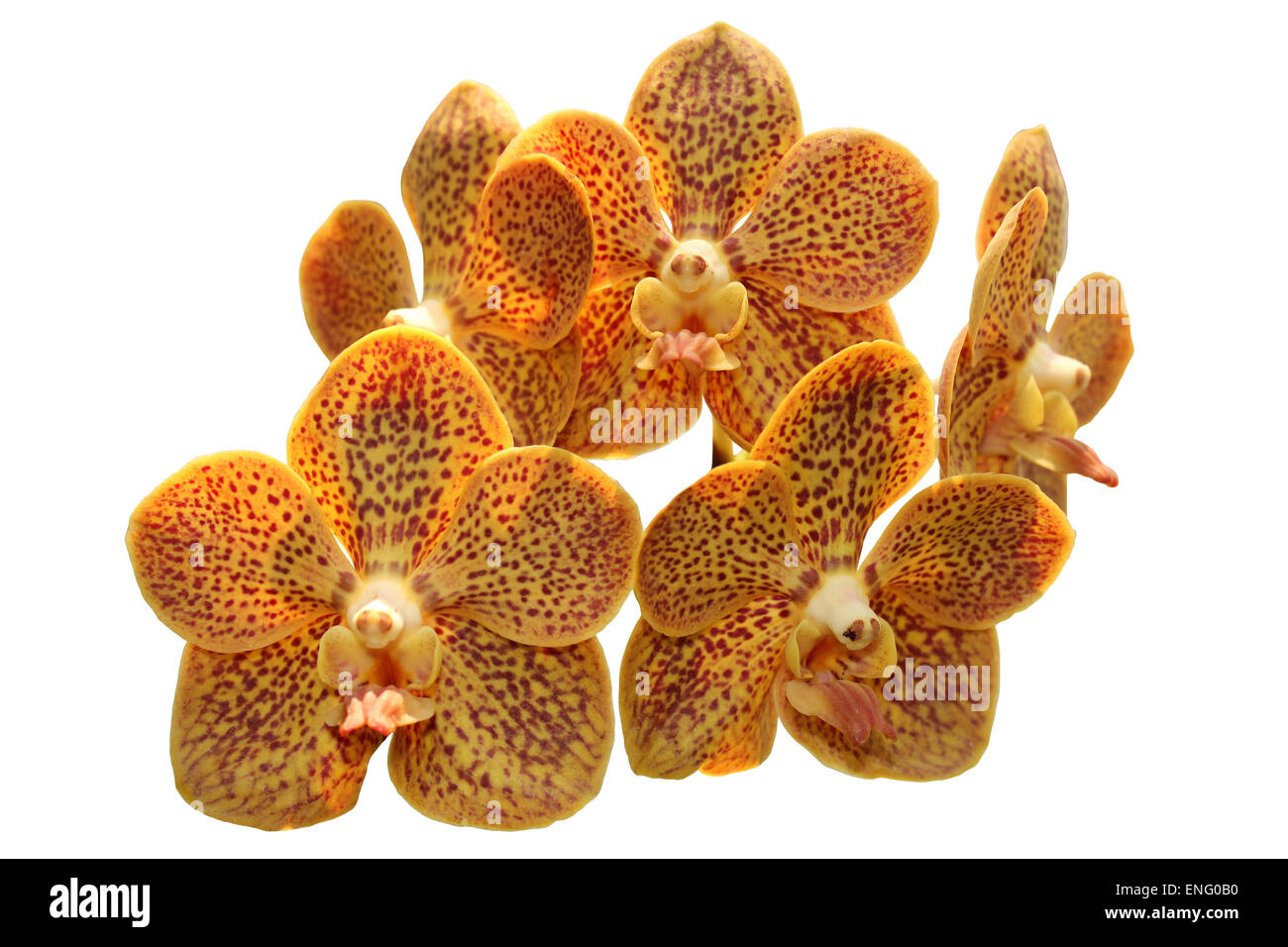 Orange Vanda Orchids Stock Photo