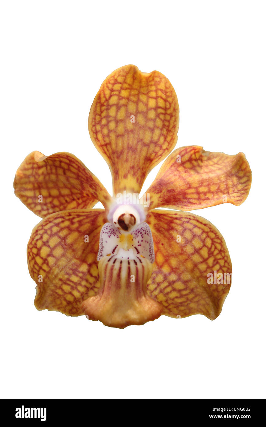 Orange Mokara Orchid On White Background Stock Photo