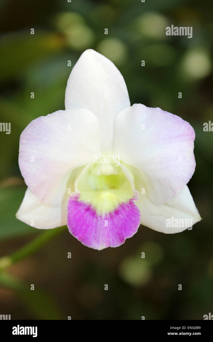 Dendrobium Orchid Species Thailand Stock Photo