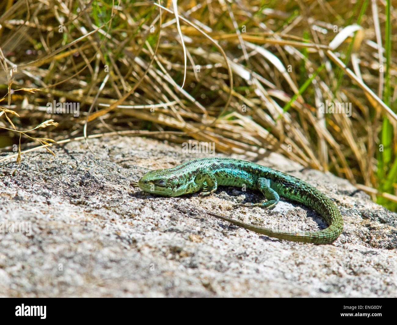 Common lizard ireland hires stock photography and images Alamy