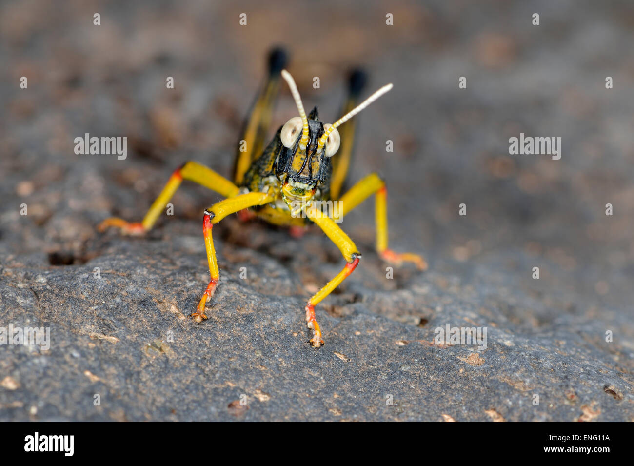 Canary islands, Lanzarote island, grasshopper Stock Photo - Alamy