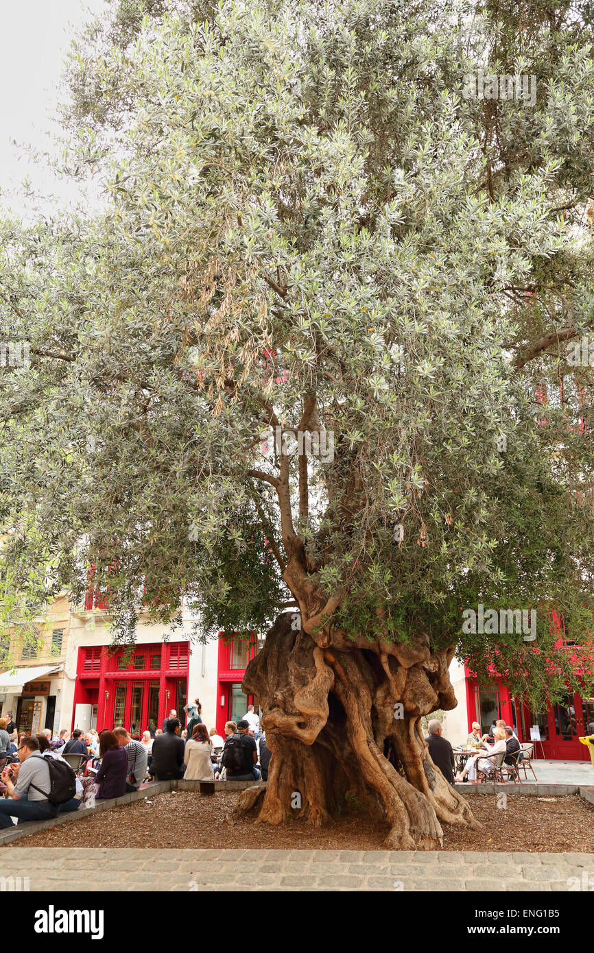 Old olive tree in Plaza de Cort, Palma de Mallorca Stock Photo