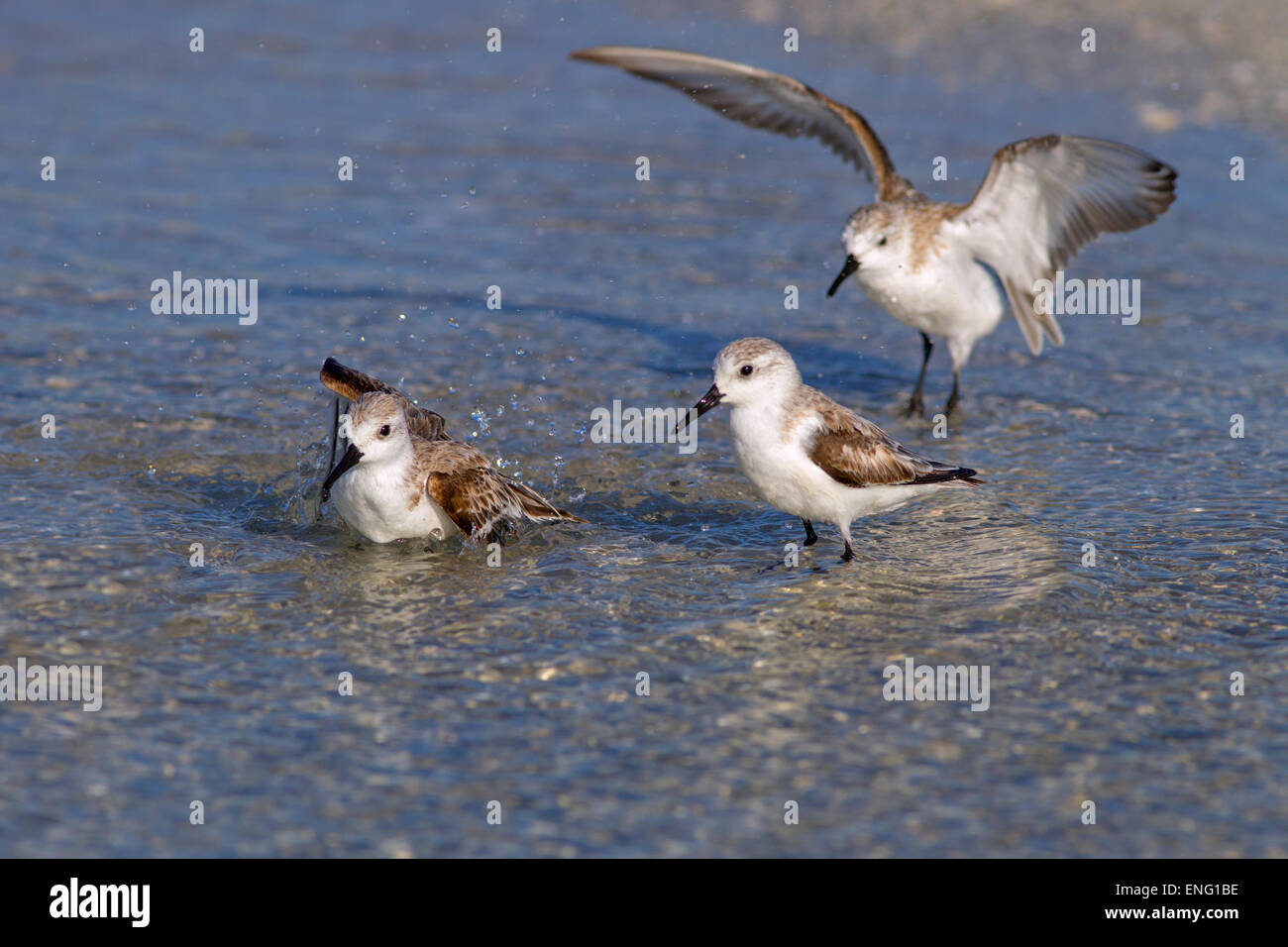 Gulf of mexico bird migration hi-res stock photography and images - Alamy