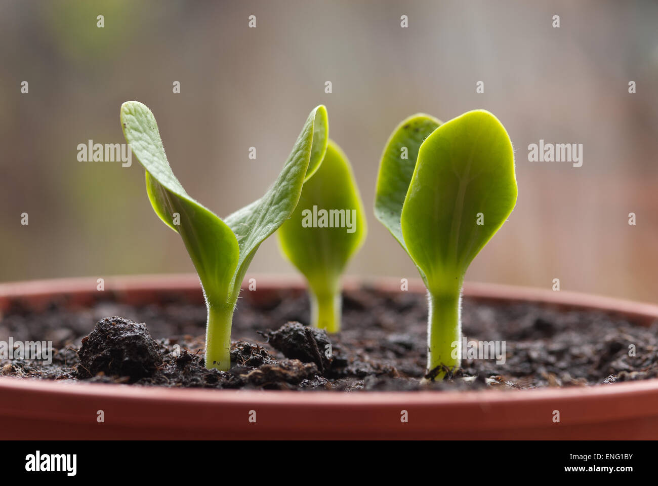 Sunflower seeds soil hires stock photography and images Alamy