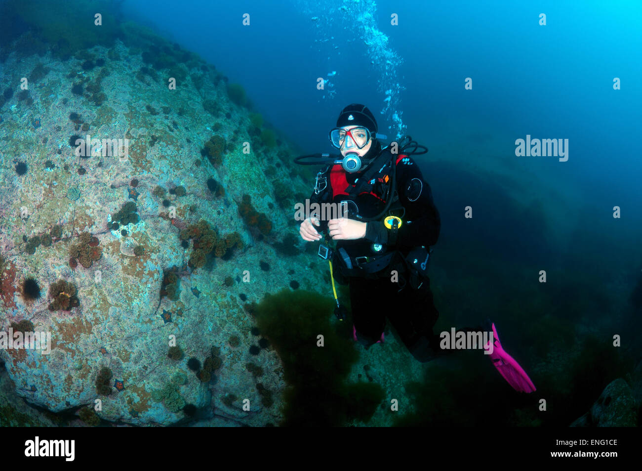 Diving in the north of Primorye. Rudnaya Bay Entry to the bucket. Continuing testing. Fishes Diving in the north of Primorye. Rudnaya Bay Entry to the bucket. Continuing testing. Fishes