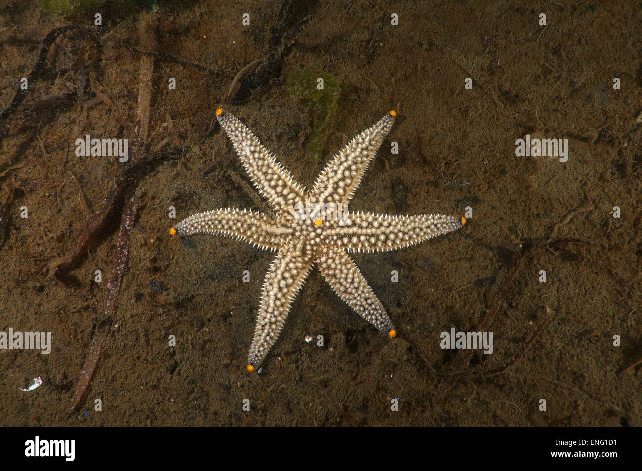 genetic mutation starfish (Distolasterias nippon)  six-rays instead of a five-rays, Sea of Japan, Far East, Primorsky Krai Stock Photo