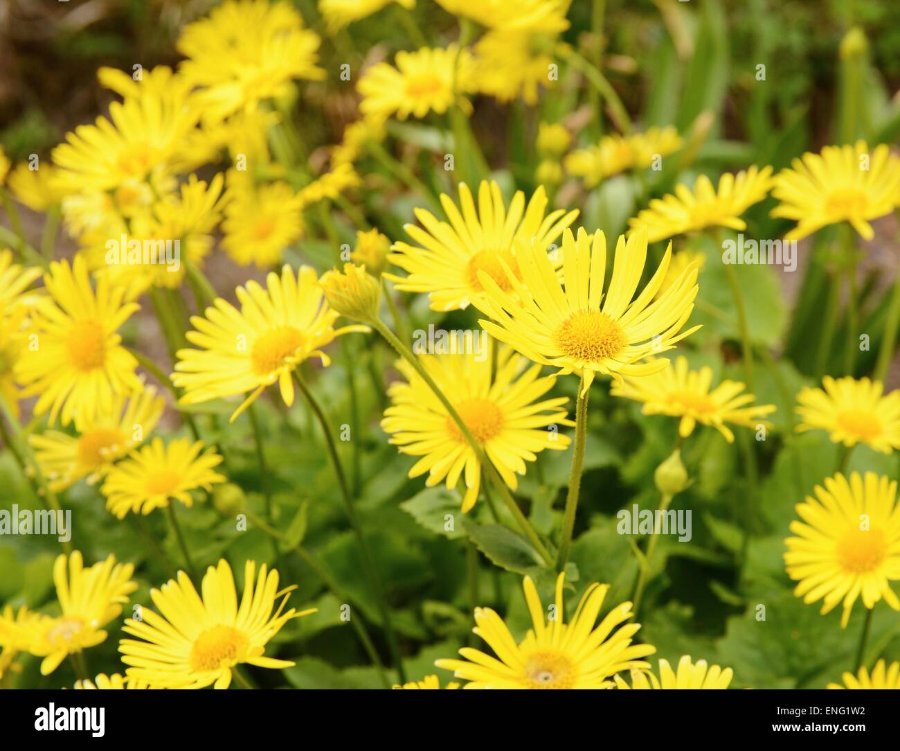 Plant Doronicum Plantagineum with yellow blossom at spring. Stock Photo