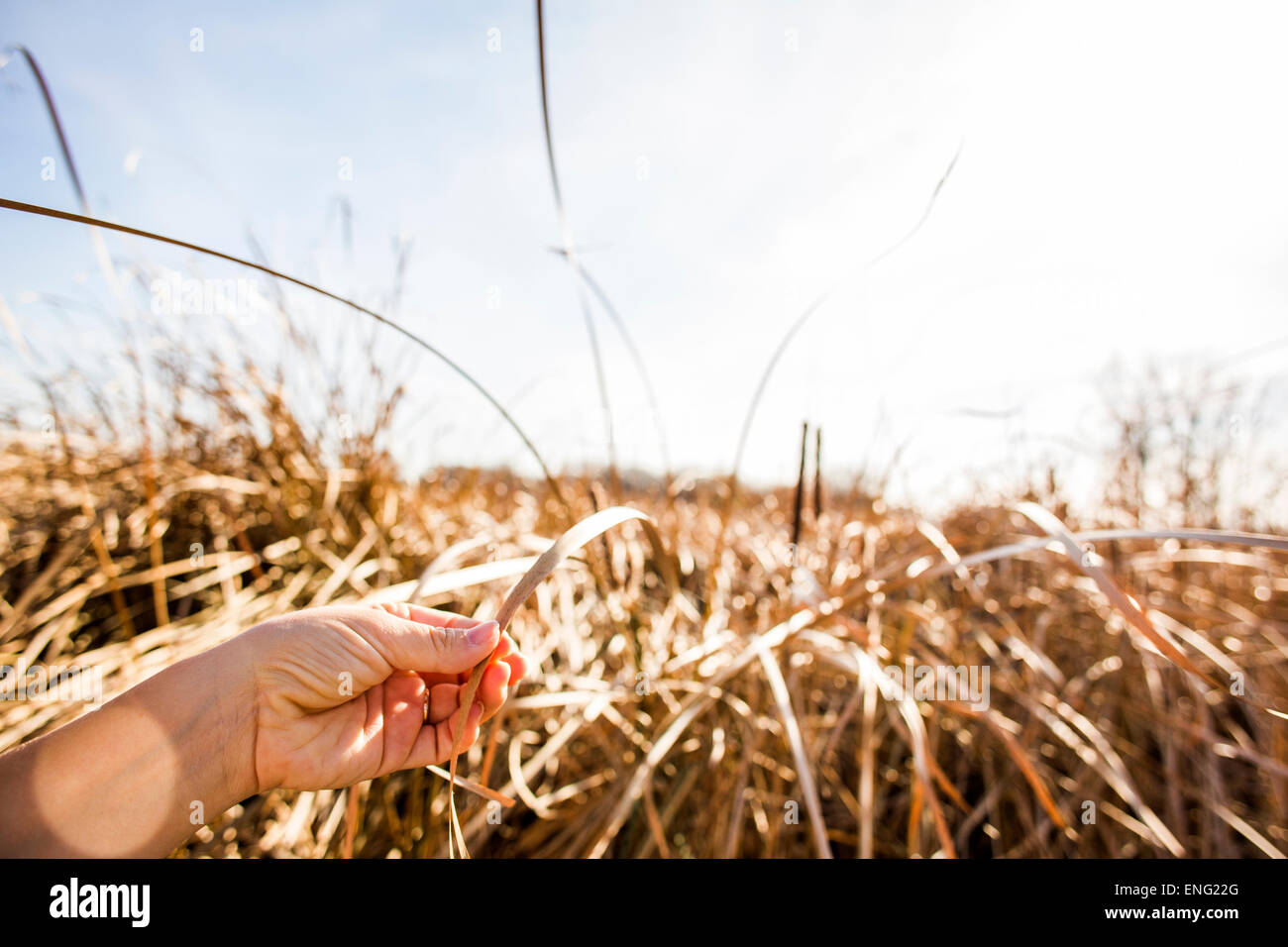 Close up of hand holding tall grass stalk Stock Photo