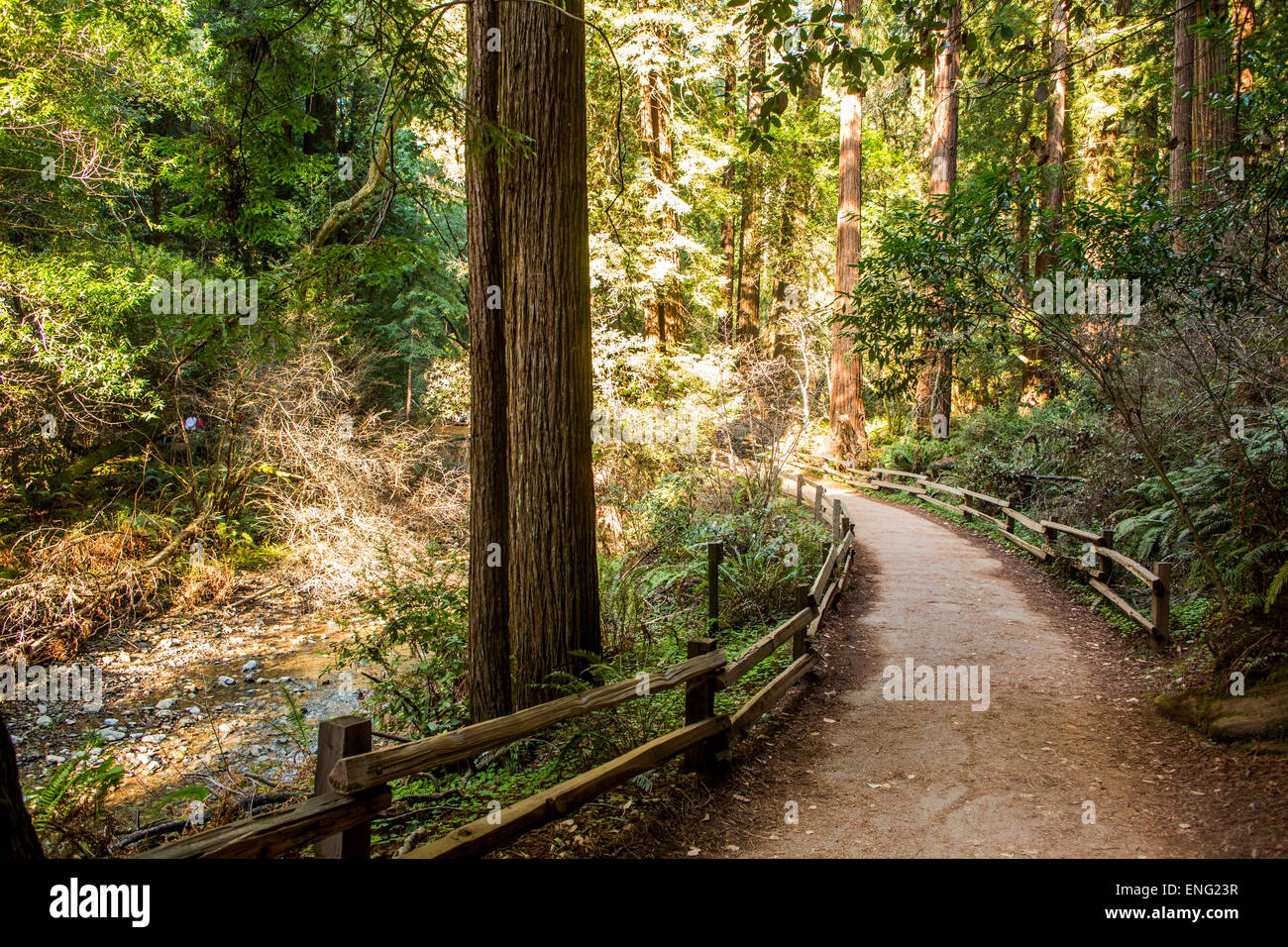 Fence on dirt path in forest Stock Photo