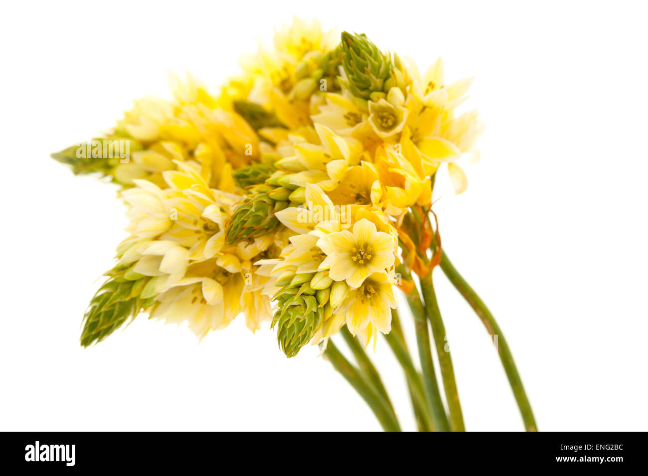 Bunch of  star-of-bethlehem flowers isolated on white background Stock Photo