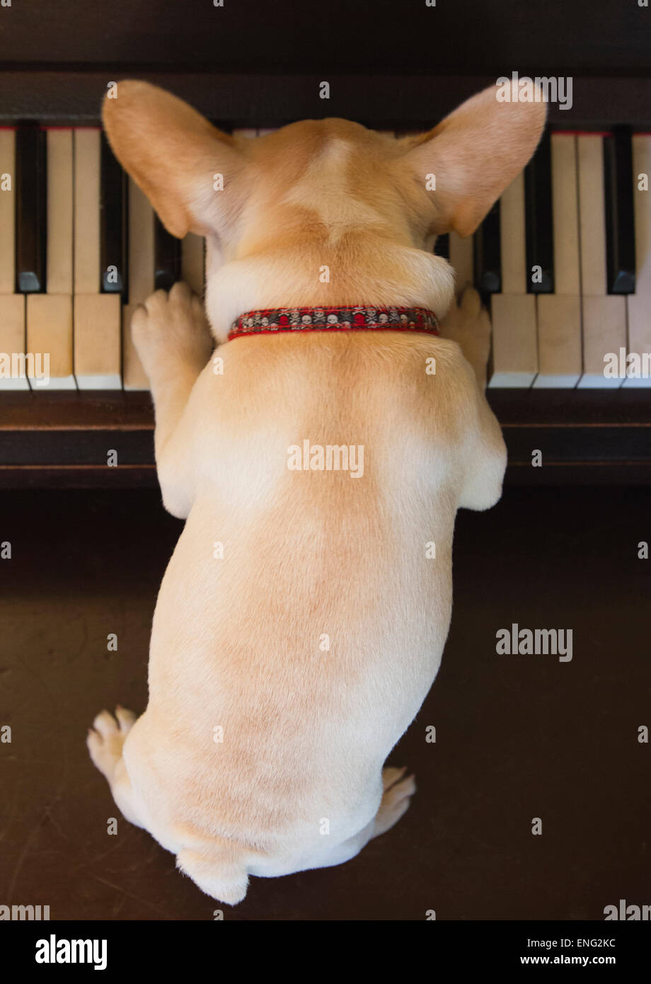 Close up of French bulldog puppy playing piano Stock Photo