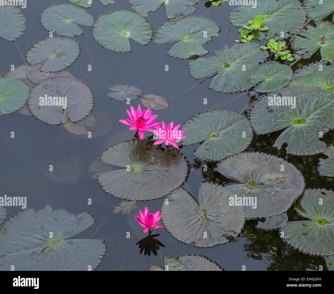 Lily pads hires stock photography and images Alamy