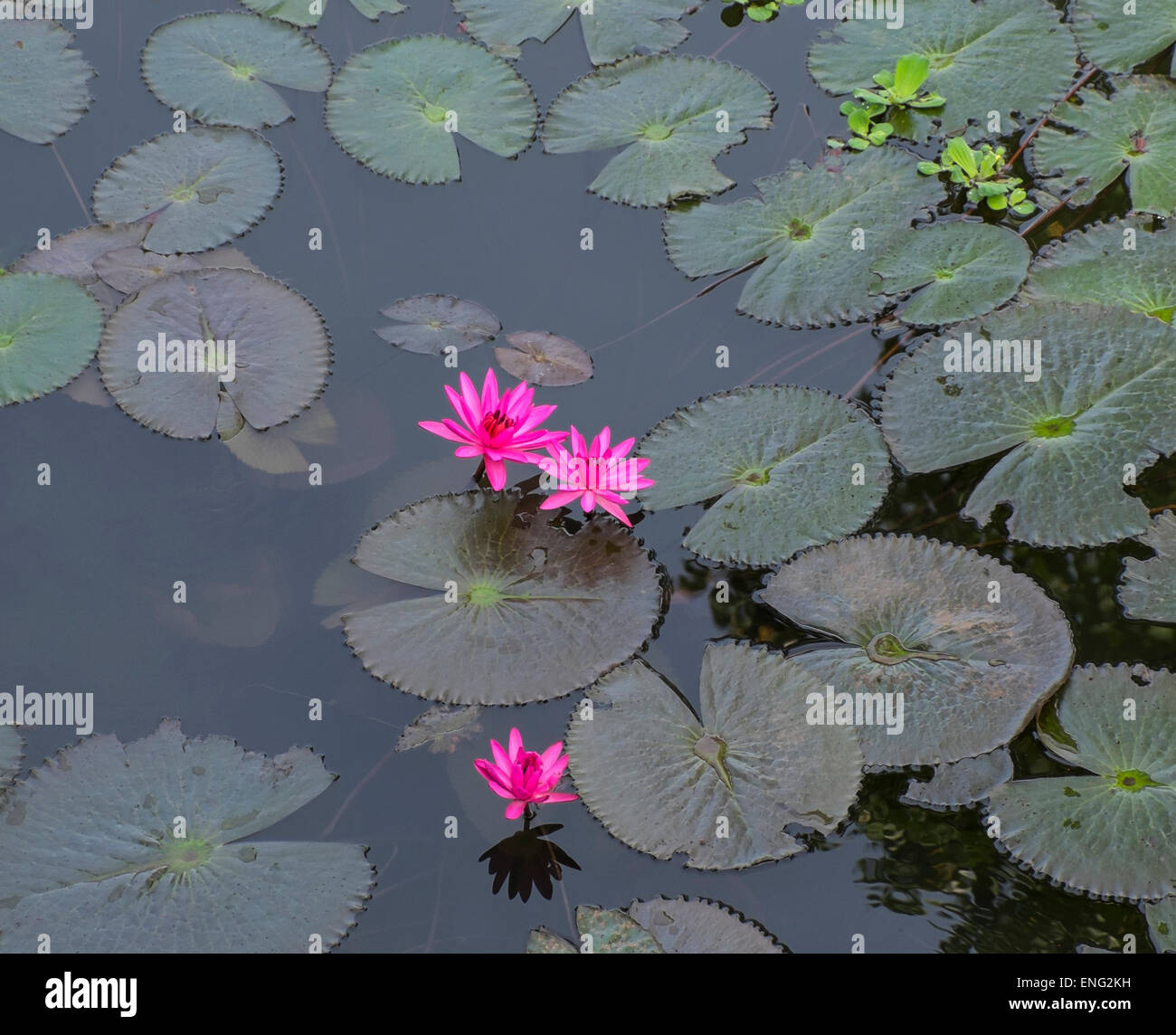 High angle view of flowers and lily pads on still pond Stock Photo
