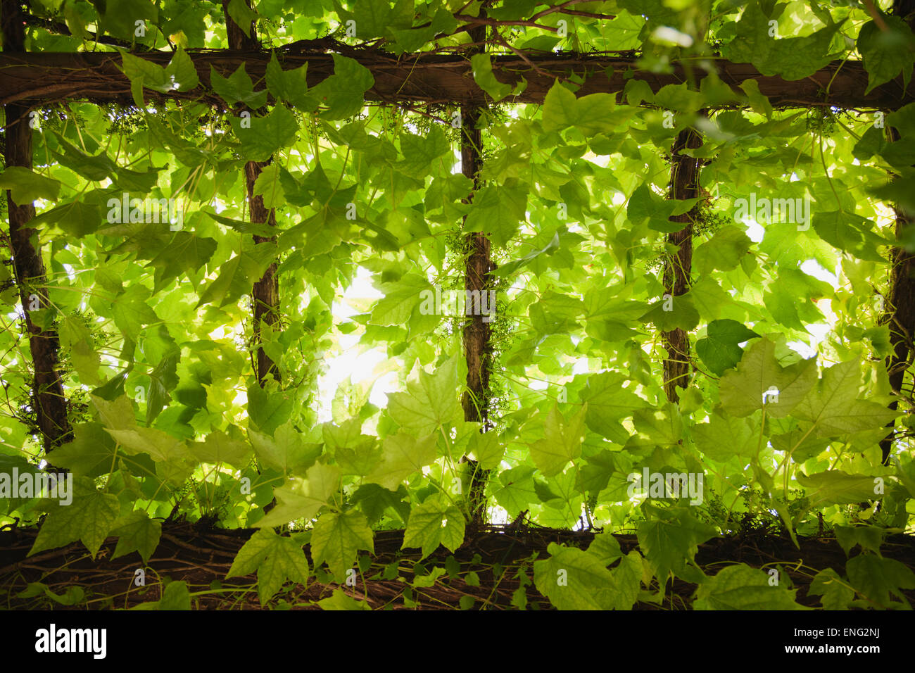 Low angle view of leaves growing on vines Stock Photo