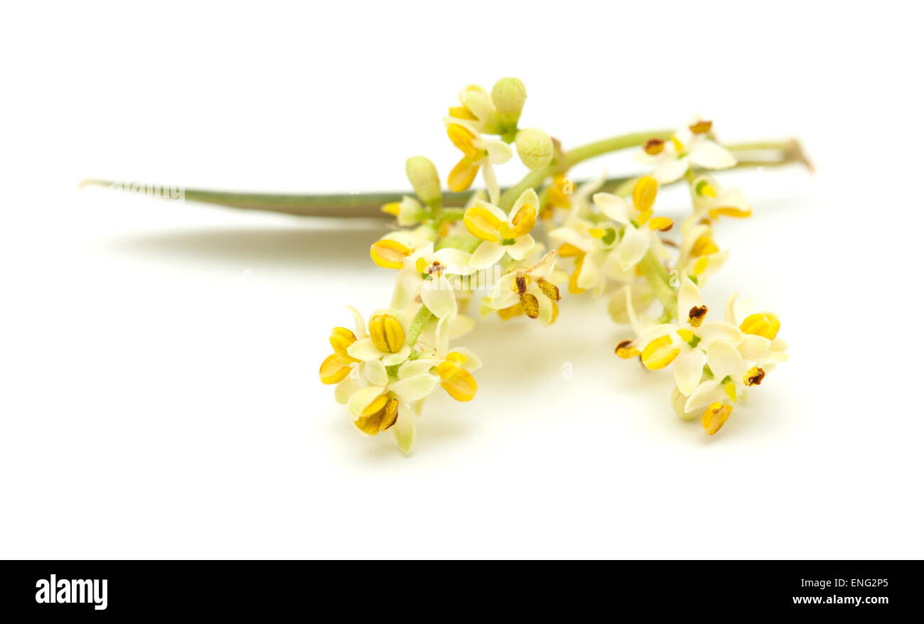 olive tree flowers isolated on white background Stock Photo
