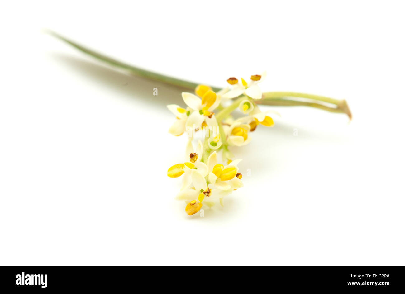 olive tree flowers isolated on white background Stock Photo