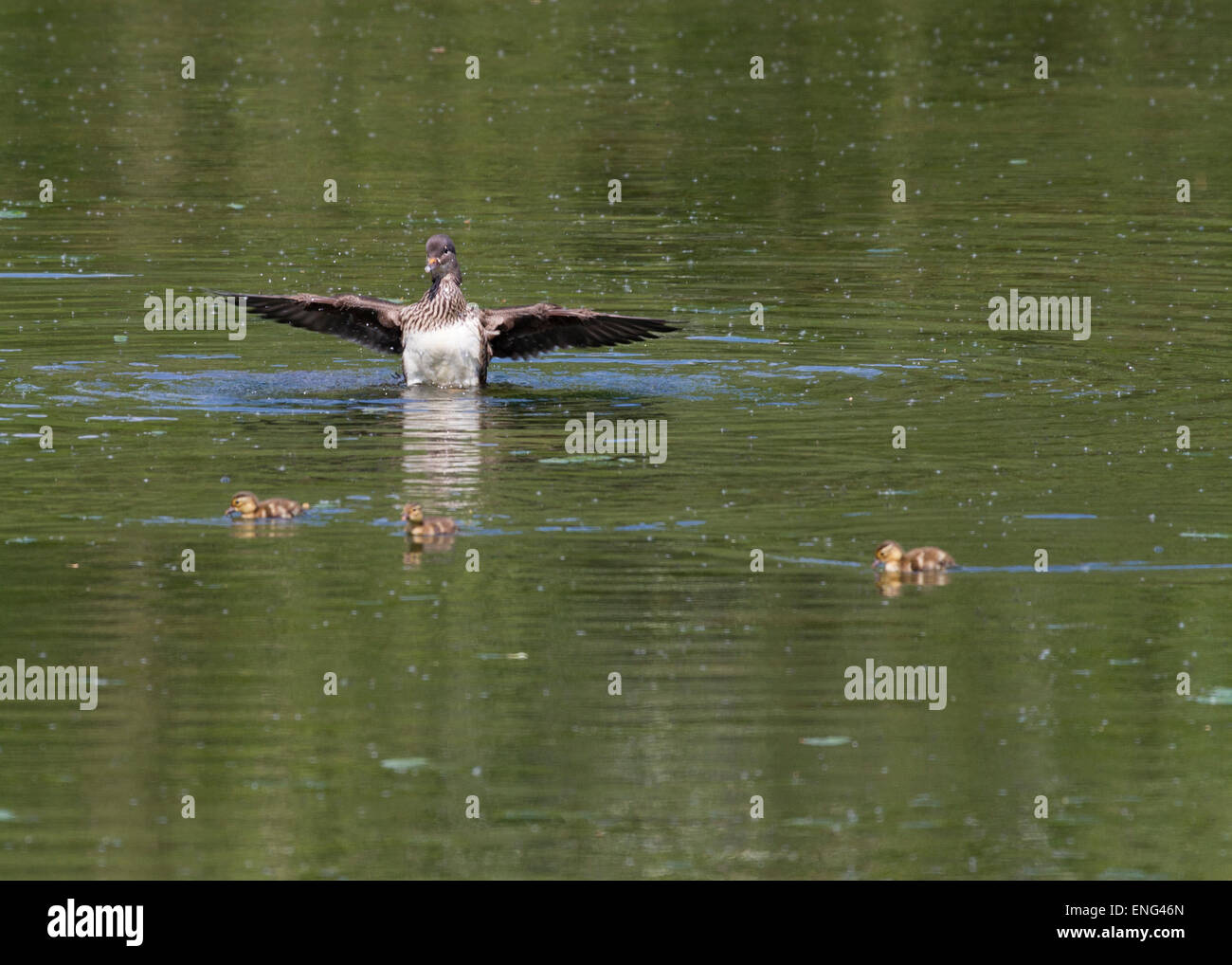 Male female mandarin duck on hi-res stock photography and images - Alamy