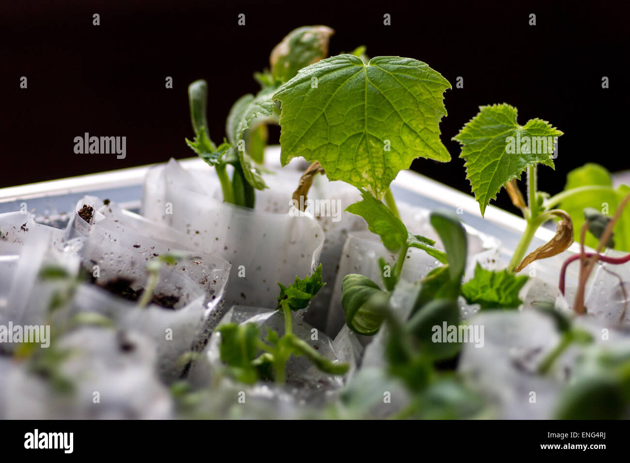 Closeup shot growing seedlings hi-res stock photography and images - Alamy