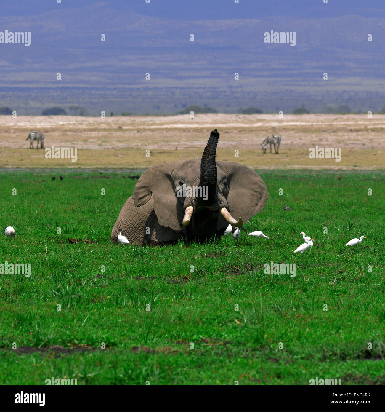 African Elephant (Loxodonta Africana) In The Water, Rift Valley ...