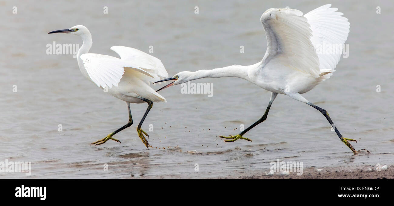 Aggressive Little Egrets (Egretta garzetta) French: Aigrette garzette German: Seidenreiher Spanish: Garceta común Stock Photo