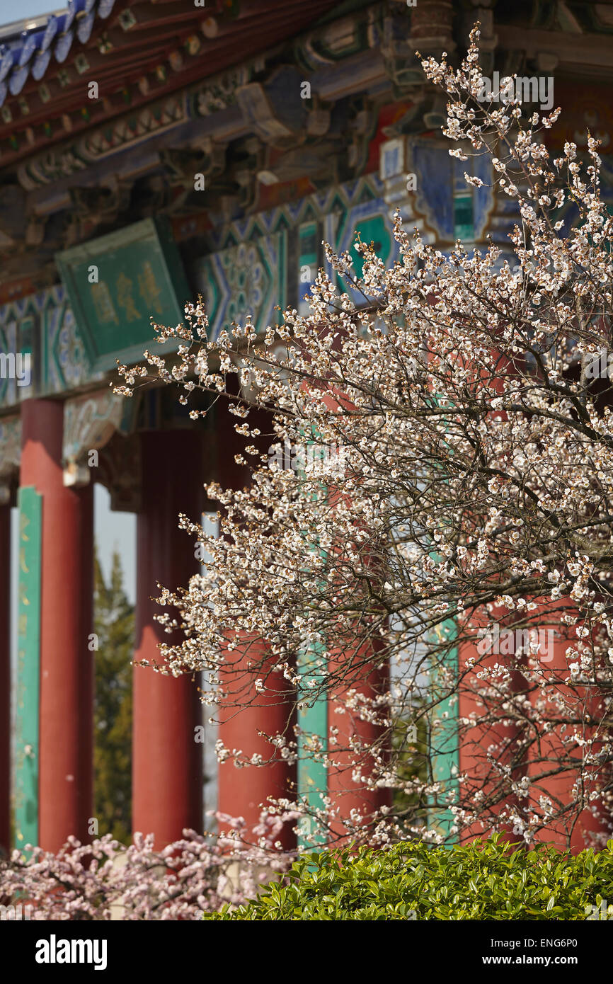 Spring plum blossoms in front of a pavilion at Mingxiaoling, the tomb of the first Ming dynasty emperor, Nanjing, China. Stock Photo
