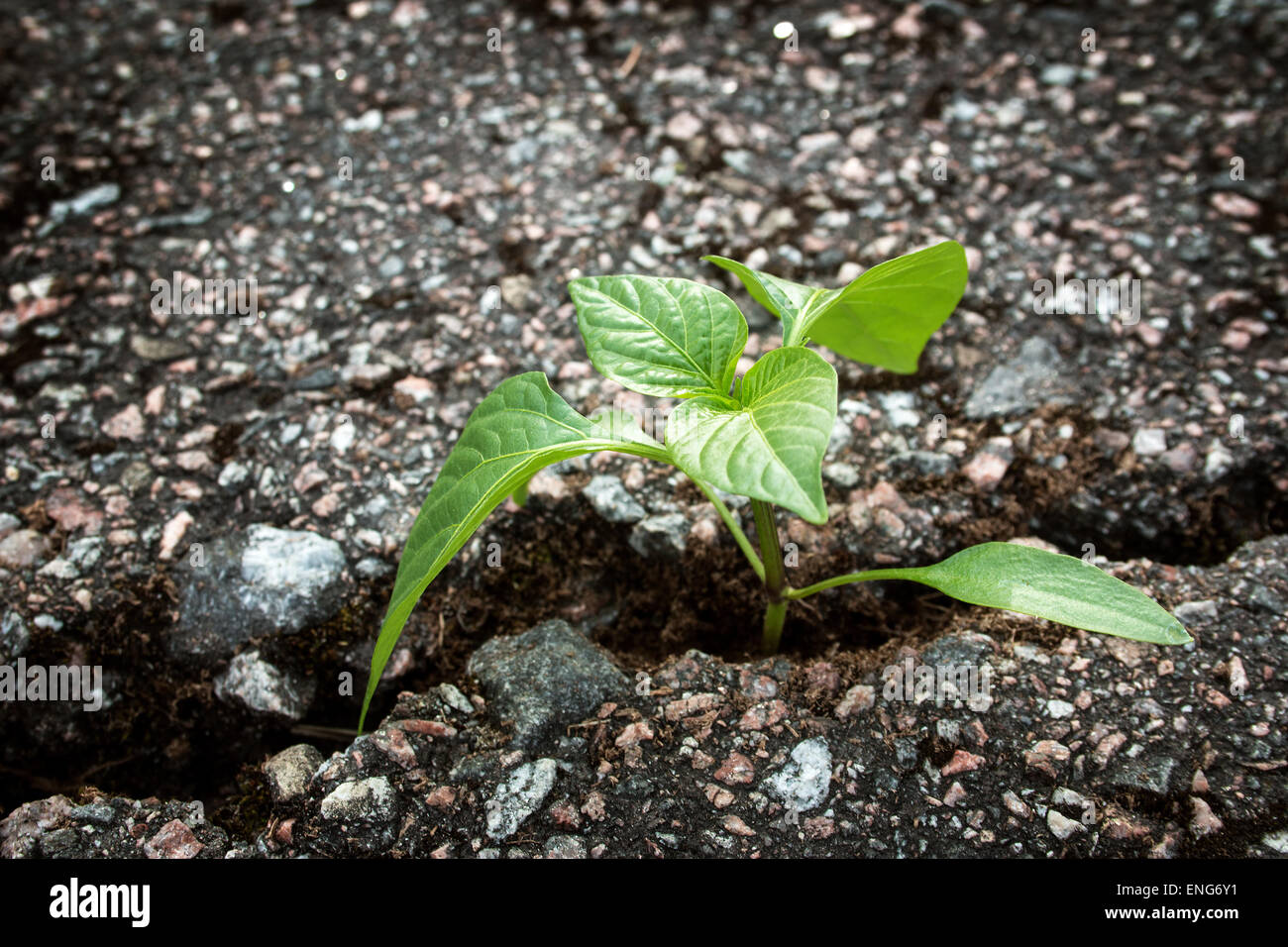 Plant growing through concrete in hires stock photography and images