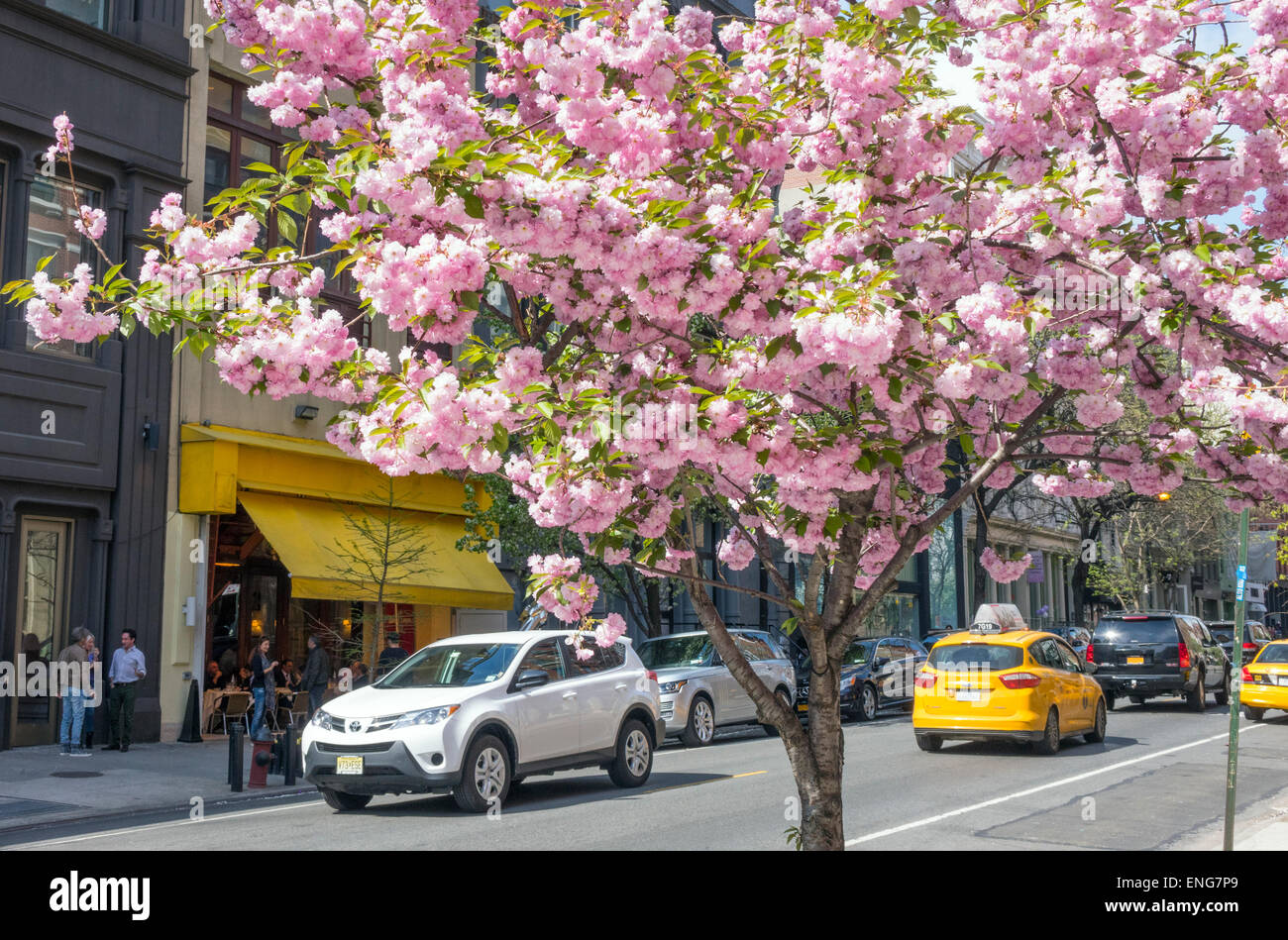 Cherry blossoms in bloom in spring in Soho in New York City Stock Photo