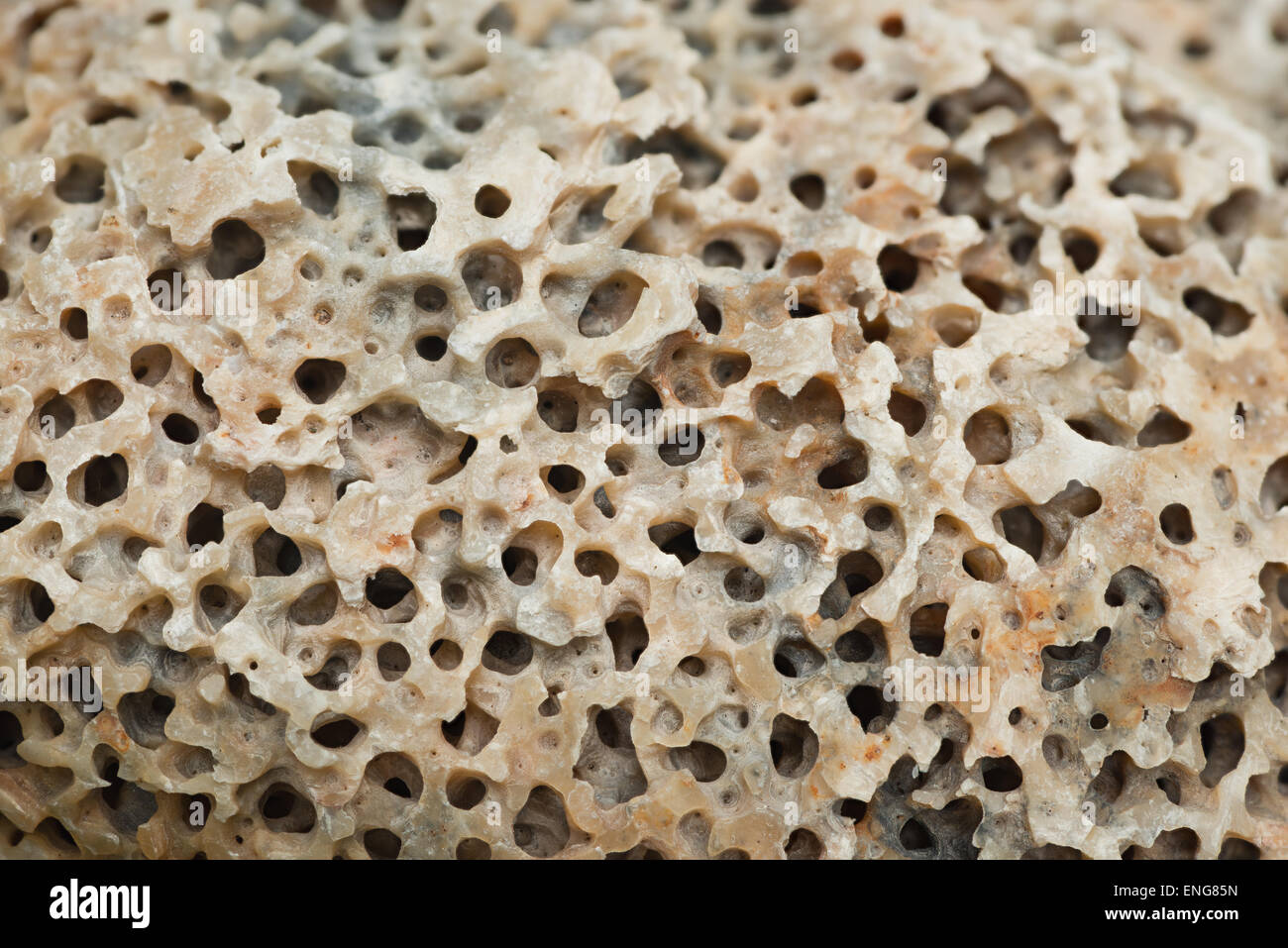 hole boring sponge sea creature making a mass of holes shelter in shell of European flat oyster