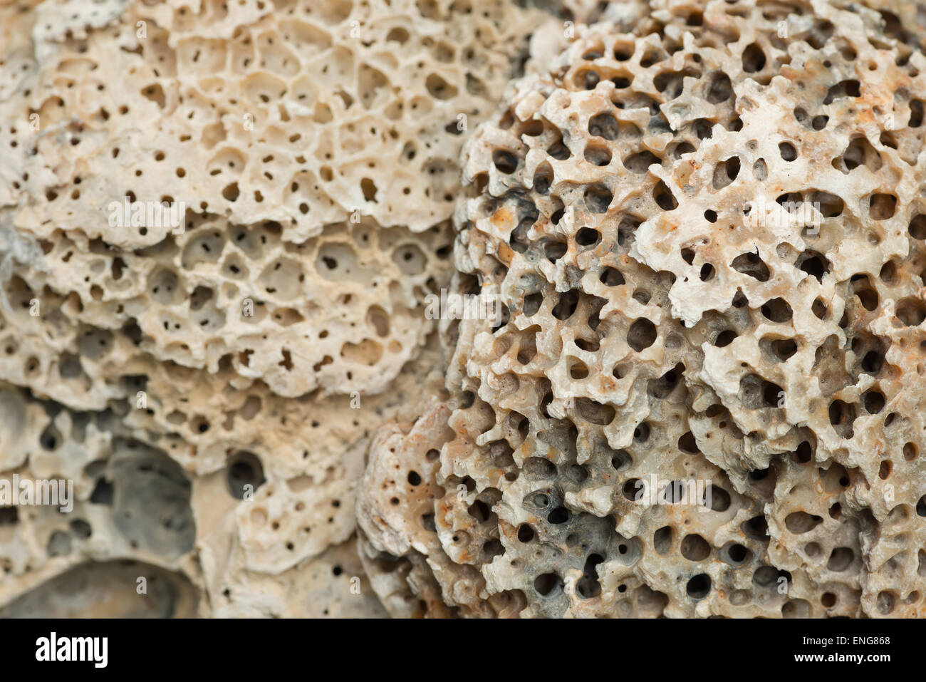 hole boring sponge sea creature making a mass of holes shelter in shell