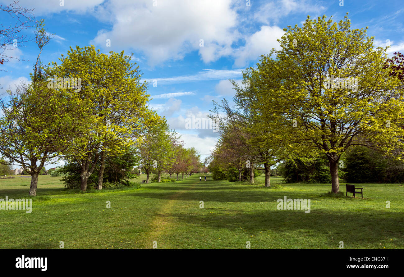 Bristol trees hires stock photography and images Alamy