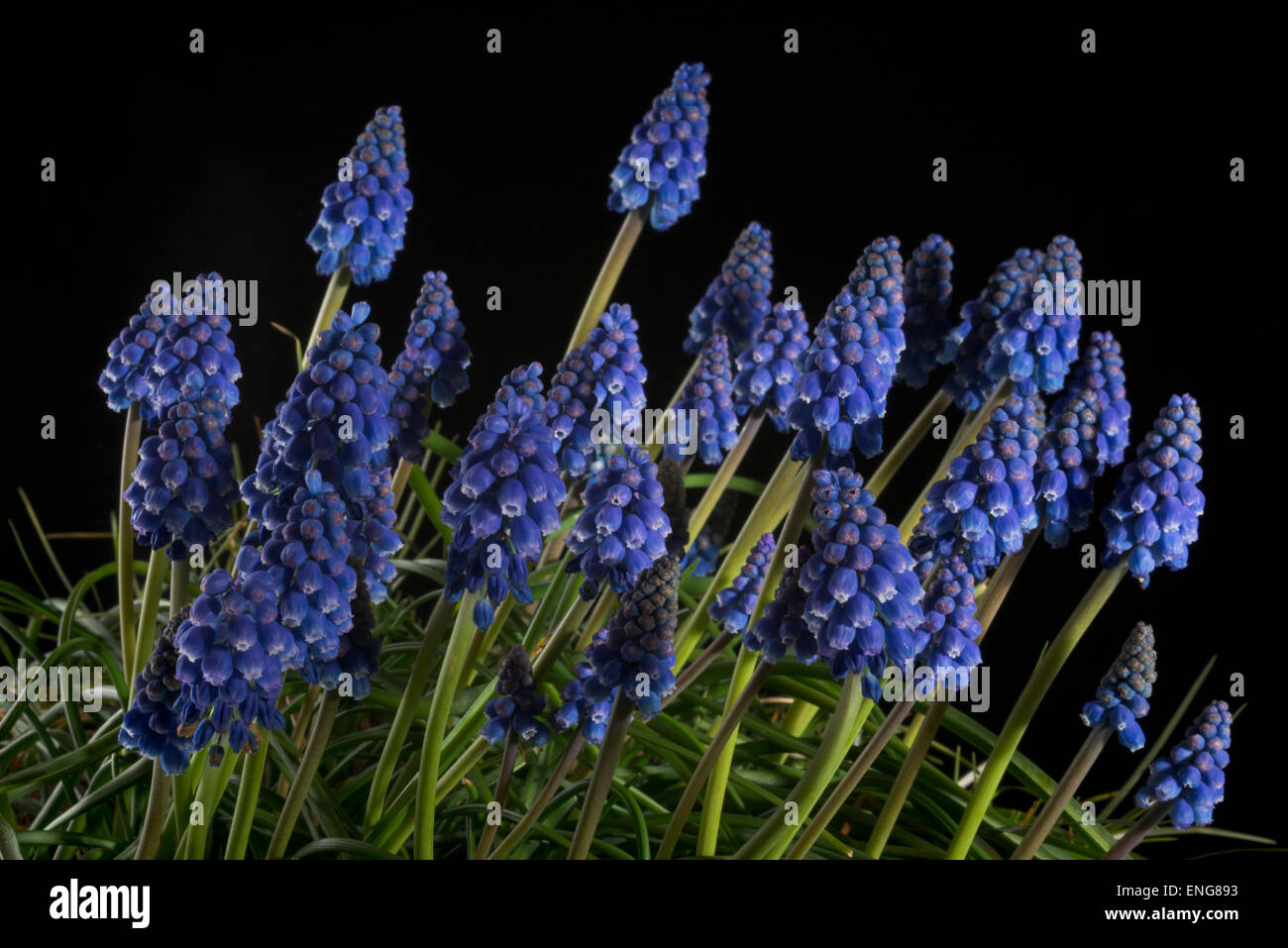 Grape Hyacinth flowers. Blue urn shaped flowers that resemble miniature
