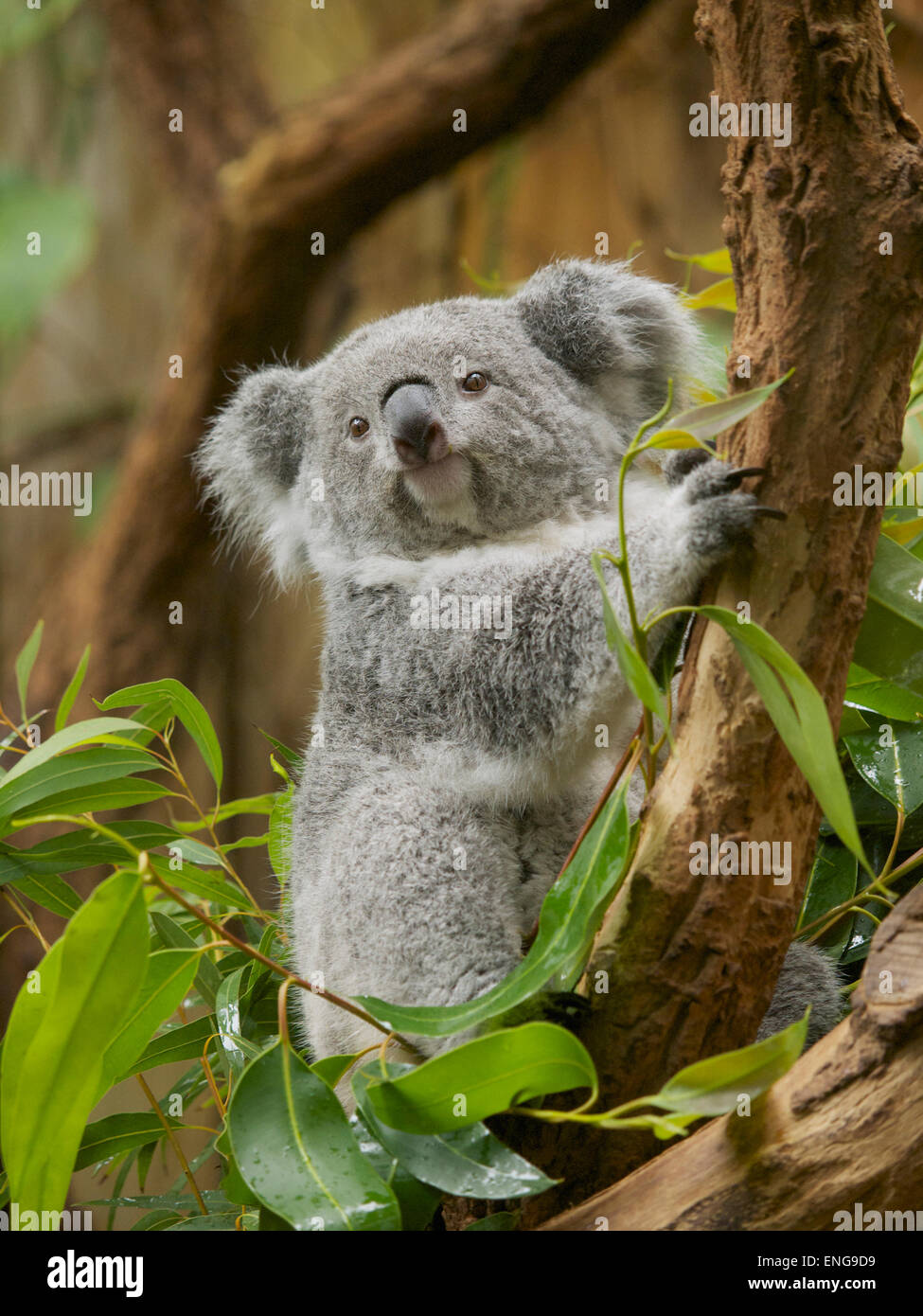 Koala in the Duisburg Zoo, Germany. There only are about 140 koalas outside of Australia, mainly because of their specific diet. Stock Photo