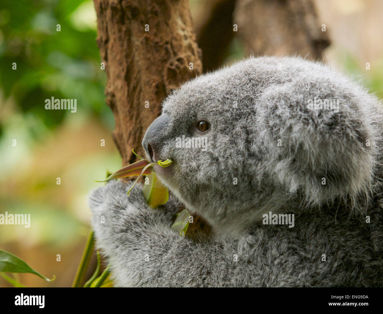 Eating koala in the Duisburg Zoo, Germany Stock Photo