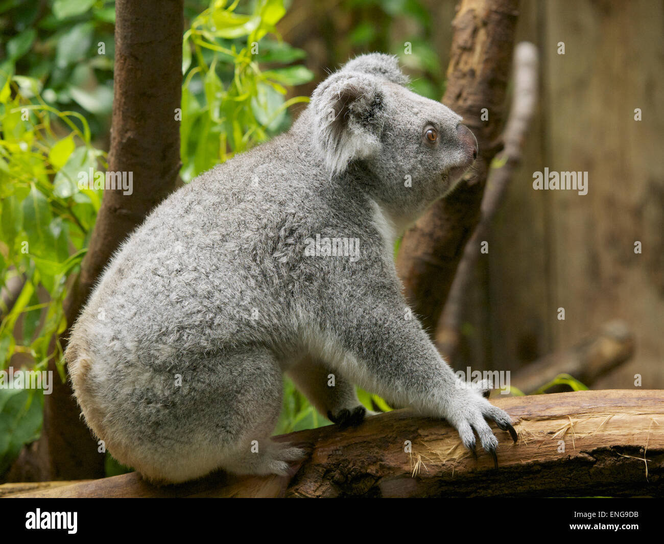 Koala in the Duisburg Zoo, Germany. There only are about 140 koalas outside of Australia, mainly because of their specific diet. Stock Photo