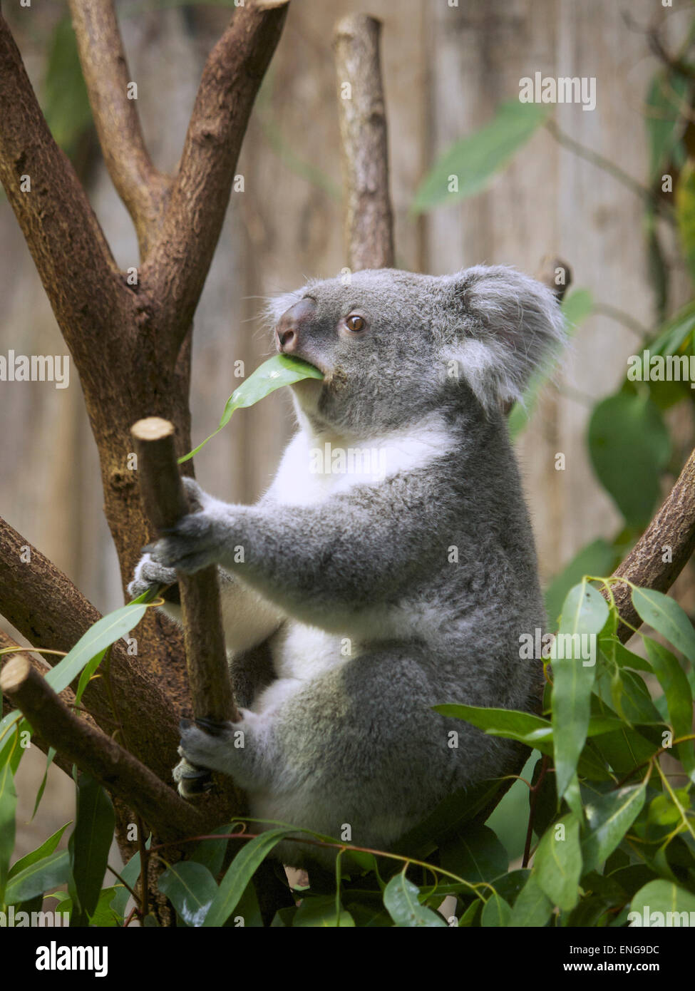 Koala eating eucalyptus leaf in the Duisburg Zoo, Germany. There only are about 140 koalas outside of Australia. Stock Photo