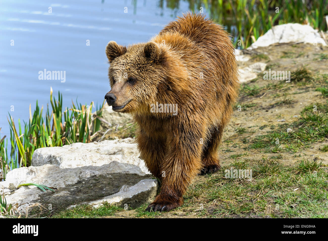 brown bear, ursus arctos Stock Photo