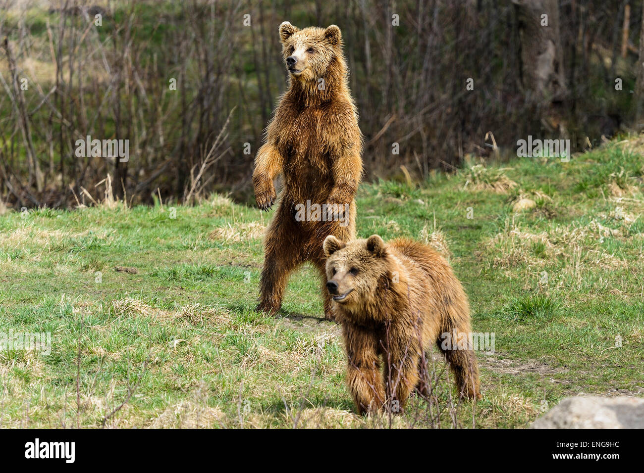 brown bear, ursus arctos Stock Photo