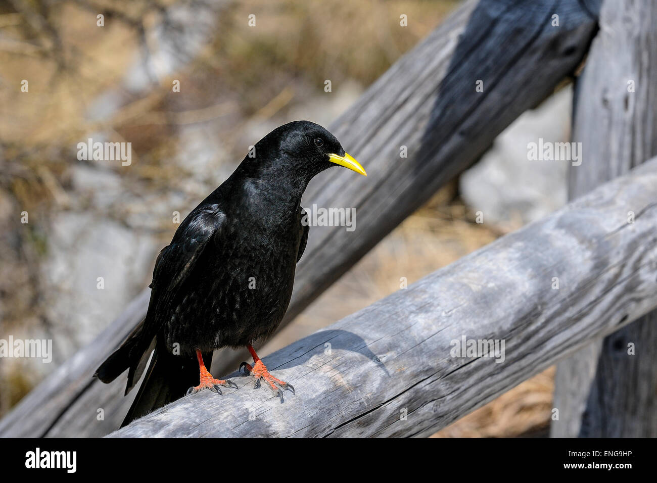 alpine chough, pyrrhocorax graculus graculus, yellow-billed chough Stock Photo