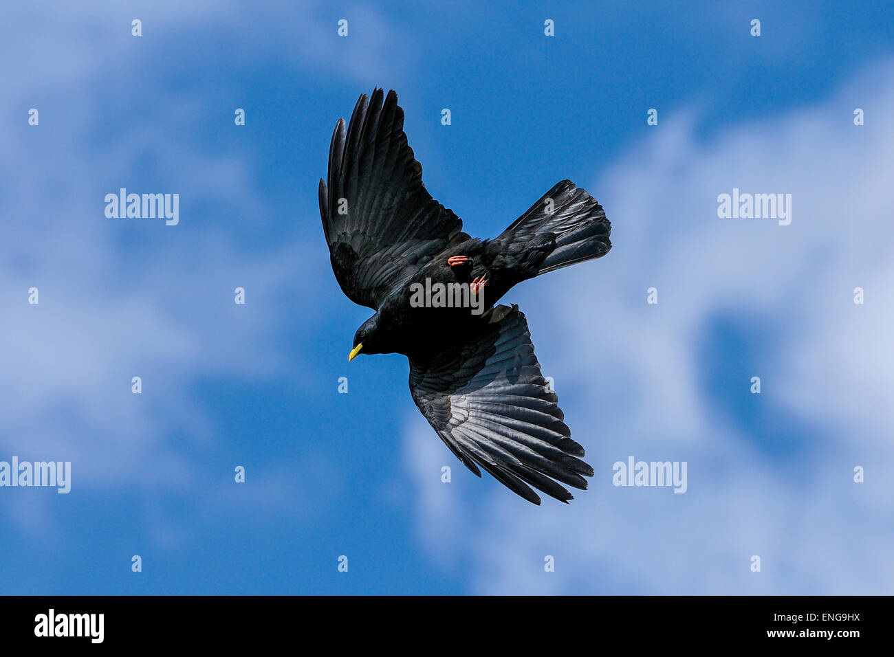 alpine chough, pyrrhocorax graculus graculus, yellow-billed chough Stock Photo