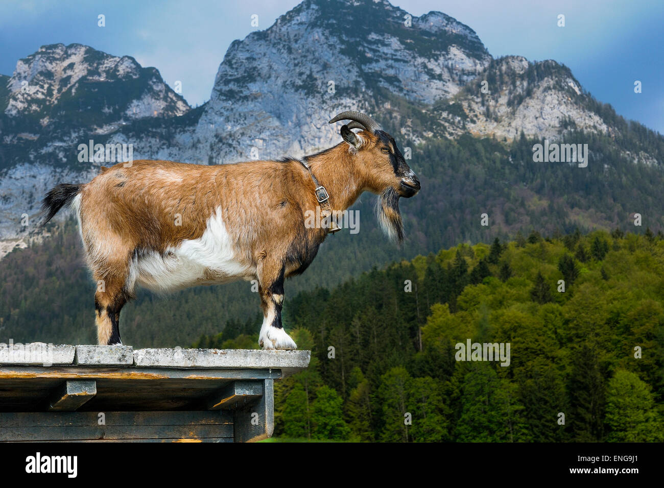 goat, capra aegagrus hircus Stock Photo