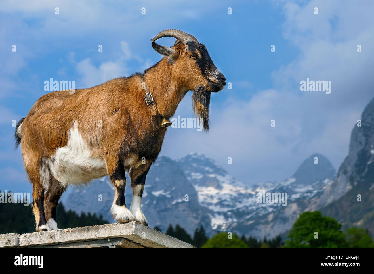 goat, capra aegagrus hircus Stock Photo