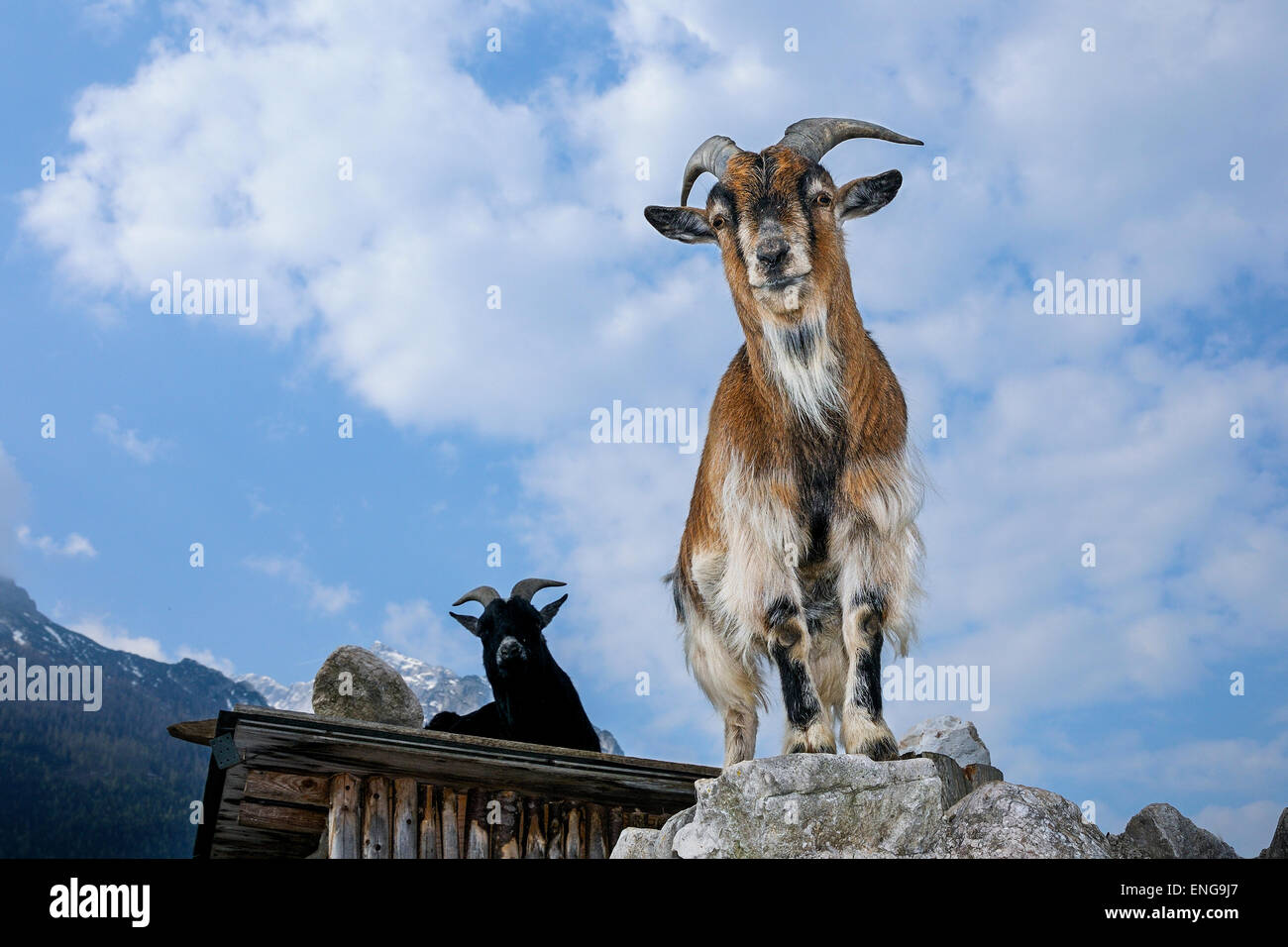 goat, capra aegagrus hircus Stock Photo