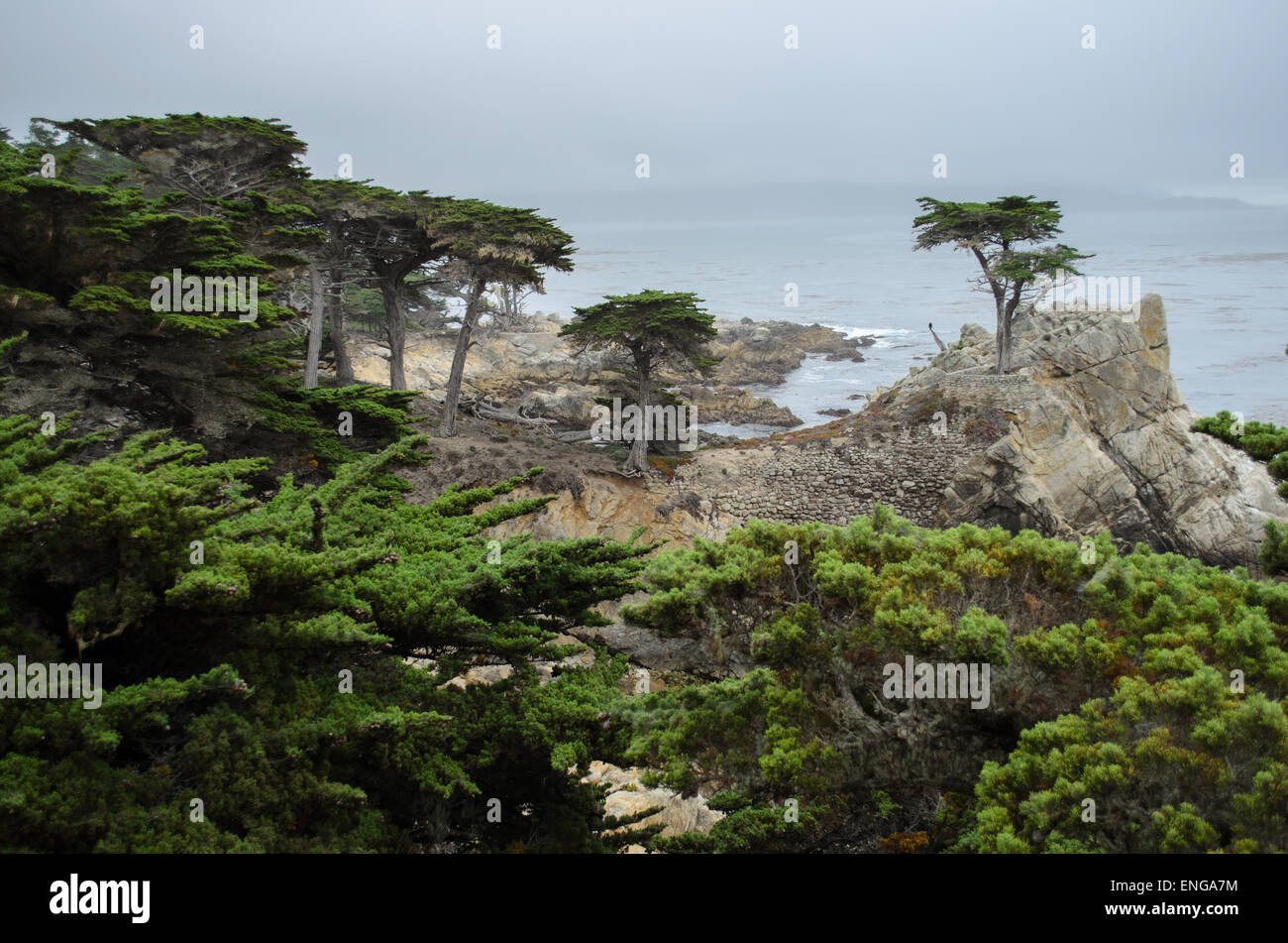 The Lone Cypress Pine on the 17-Mile Drive scenic road through Pebble Beach and Pacific Grove on the Monterey Peninsula Stock Photo