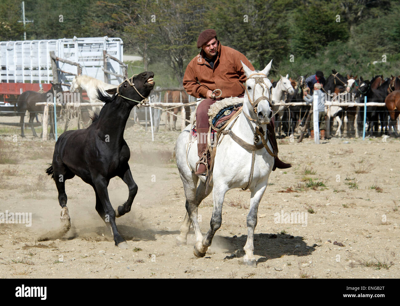 Gaucho leading a black bucking bronco country rodeo Tierra del Fuego Argentina Stock Photo