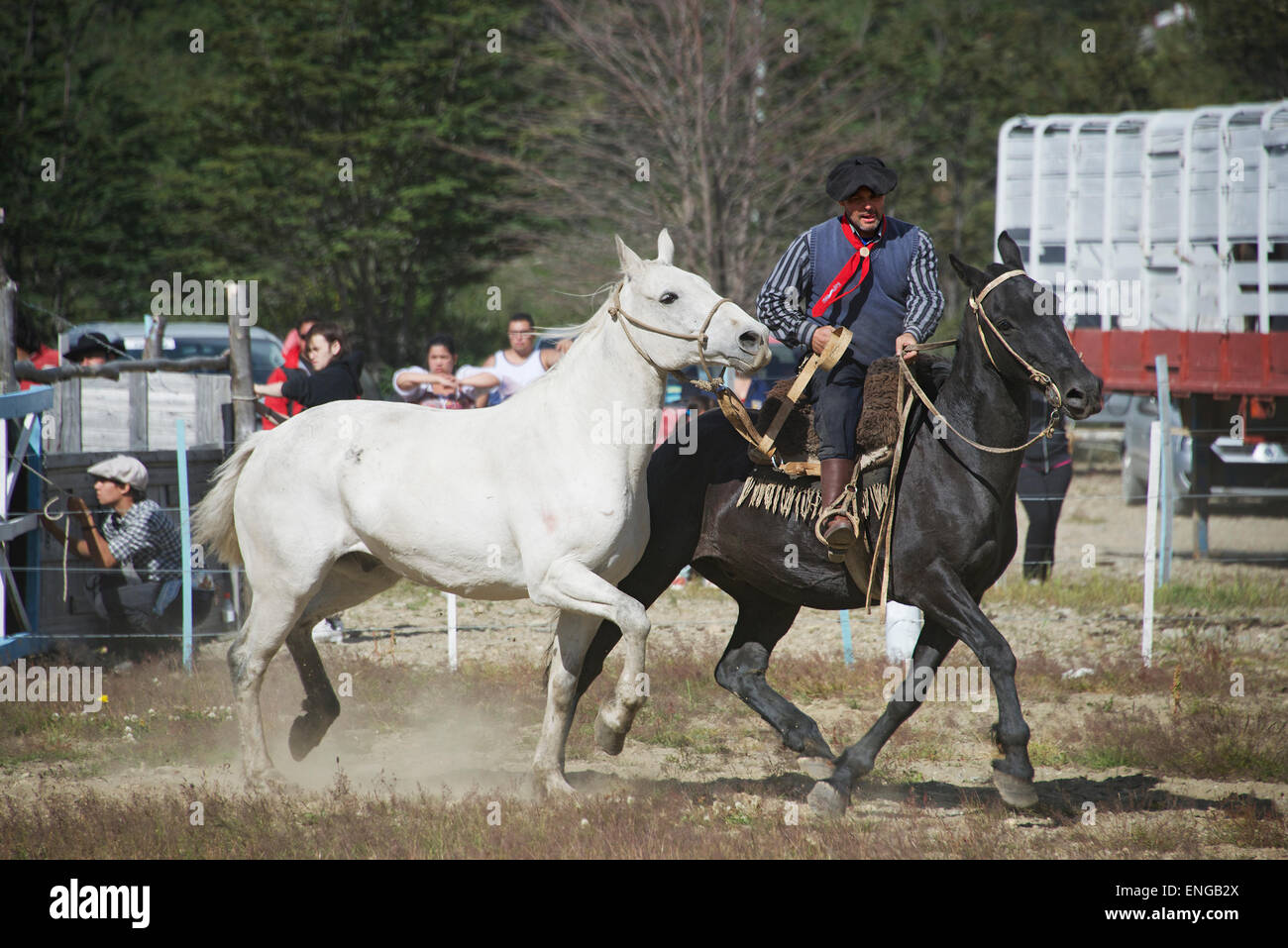 Gaucho leading a white bucking bronco country rodeo Tierra del Fuego Argentina Stock Photo