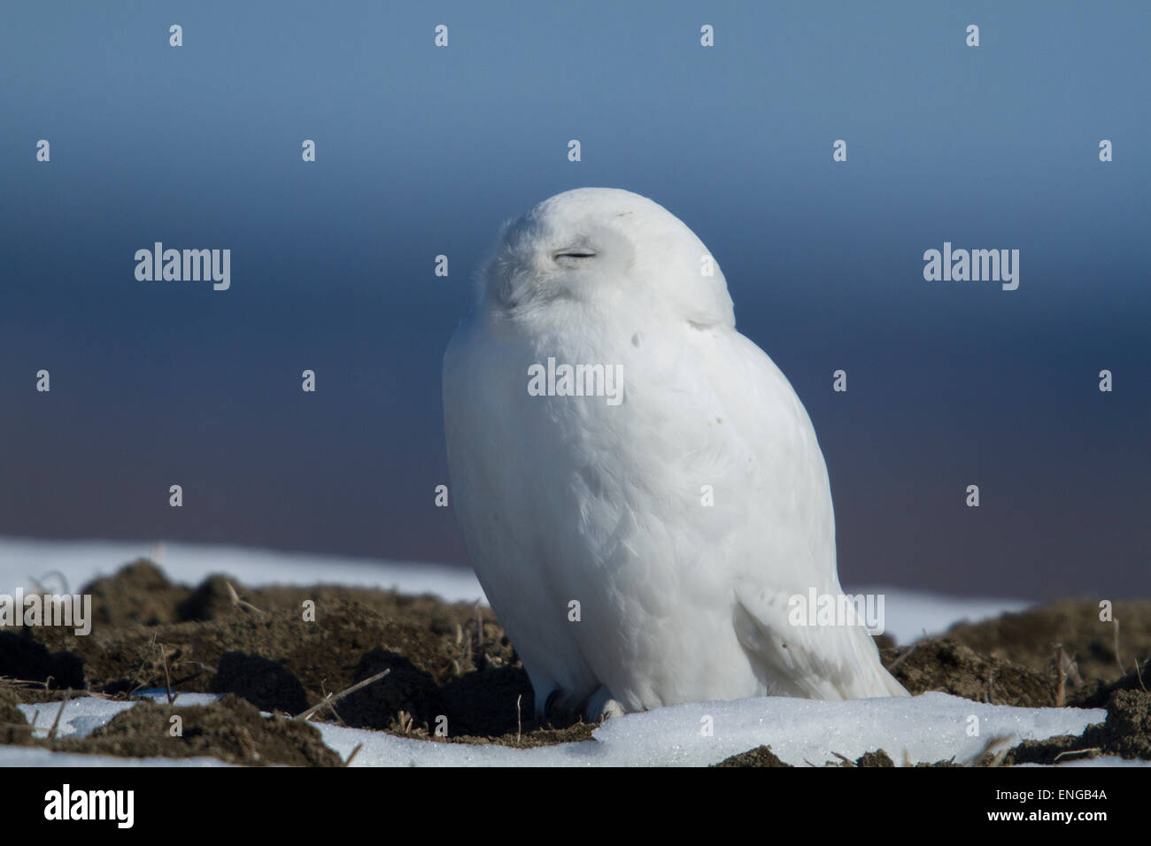 Male snowy owl hi-res stock photography and images - Alamy